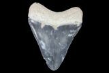 Serrated, Bone Valley Megalodon Tooth - Florida #99870-1
